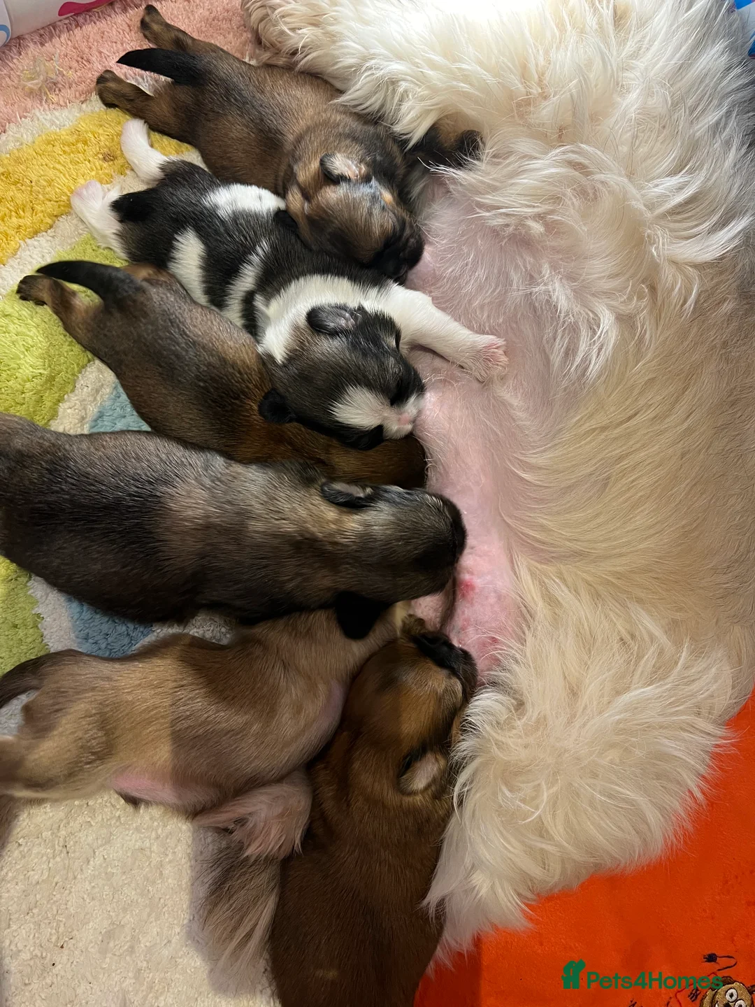 Shih Tzu dogs for stud: Shih tzu stud not for sale  in Glasgow - Advert 5