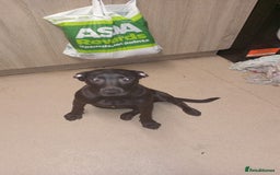 Mixed Breed dogs for sale: Cane corso mixed with pressa  - Image 3