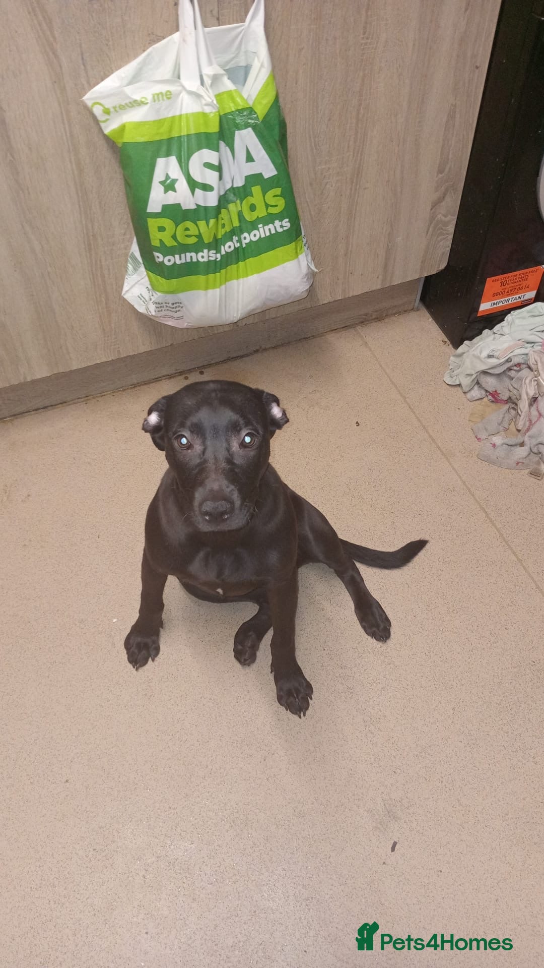 Mixed Breed dogs for sale: Cane corso mixed with pressa  - Image 3
