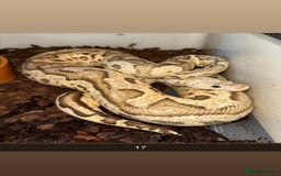 Snake reptiles for sale: Royal Python / Boa  - Image 17