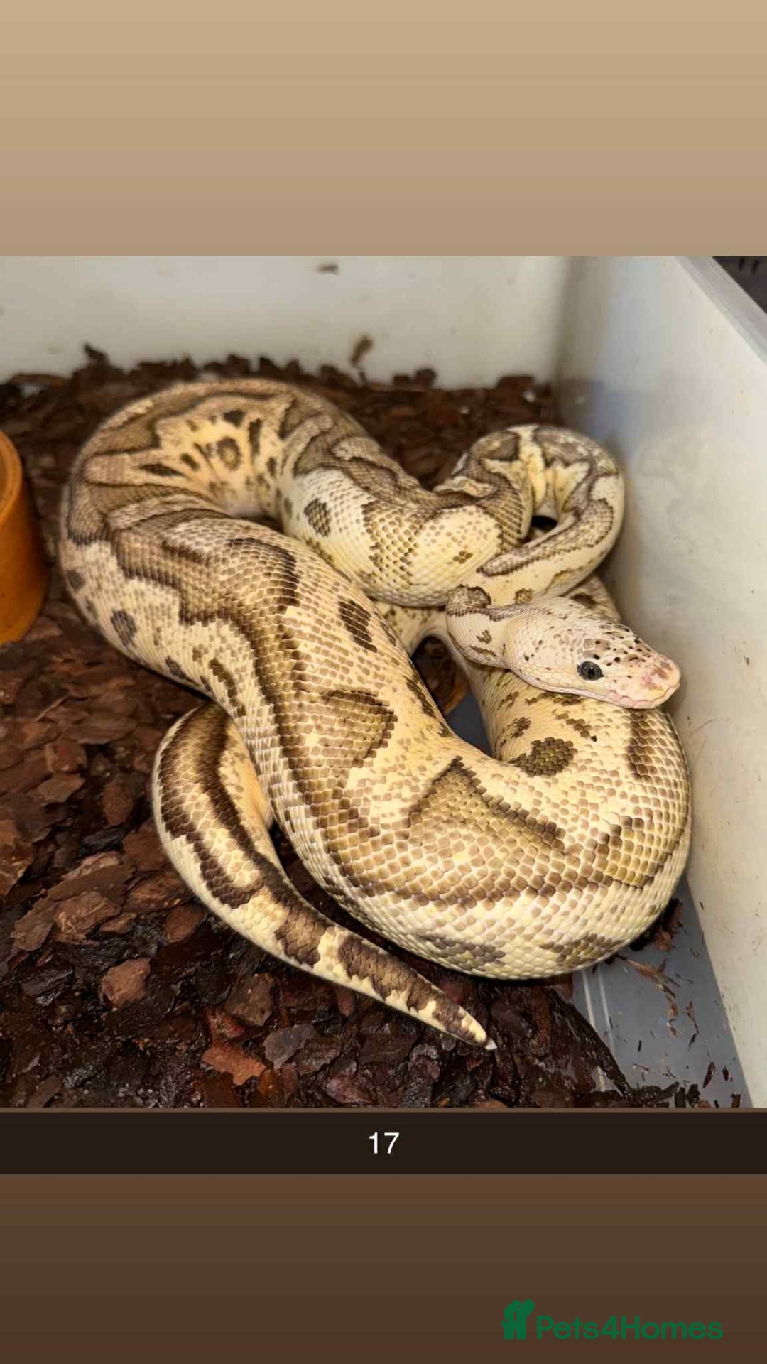 Snake reptiles for sale: Royal Python / Boa  - Image 17