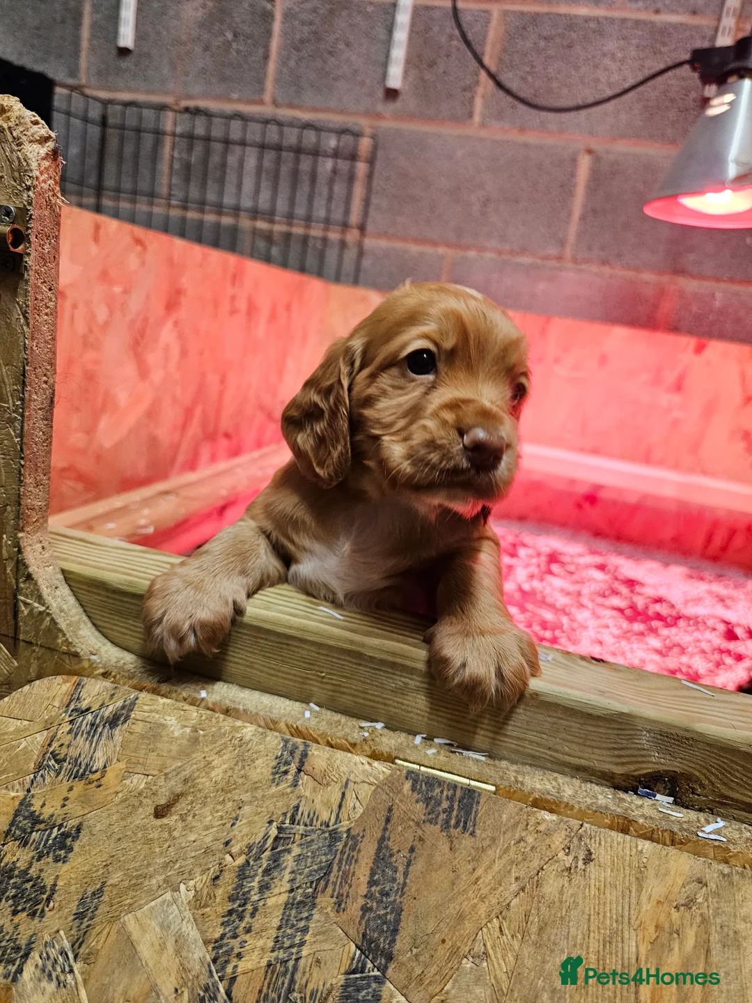 Cocker Spaniel dogs for sale: KC Reg working cocker spaniel puppies in Knighton - Advert 2