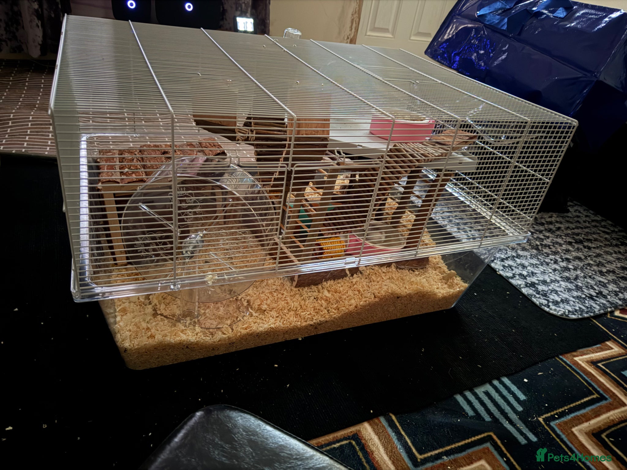 Hamster rodents Russian Dwarf Male Hamster and cage and bedding - Advert 1