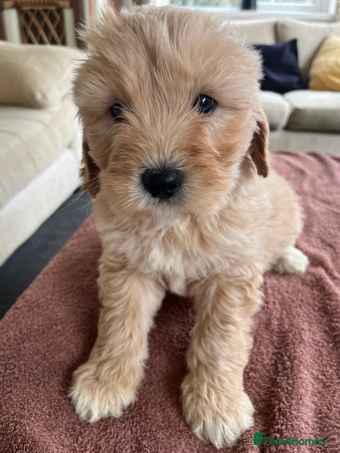 Labradoodle dogs for sale: Beautiful healthy Labradoodle Puppied - Advert 29