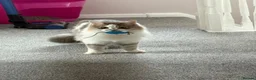 Maine Coon cats for sale: 3 beautiful mix kittens.  Reed add. - Advert 10