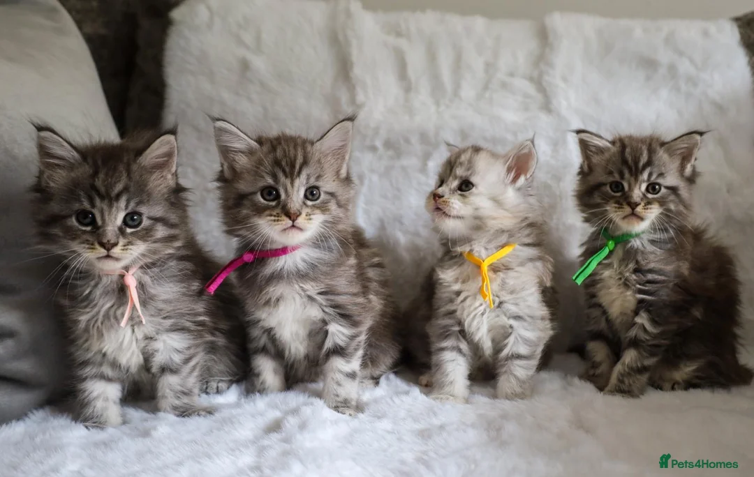 Maine Coon cats for sale: Ready to go, stunning TICA Registered Maine Coons - Advert 2