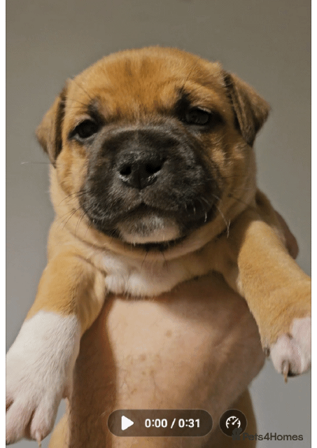 Staffordshire Bull Terrier dogs 🥨THE GOLDILOCKS LITTER 🥨 - Advert 5