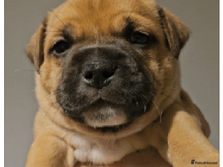 Staffordshire Bull Terrier dogs 🥨THE GOLDILOCKS LITTER 🥨 - Advert 4