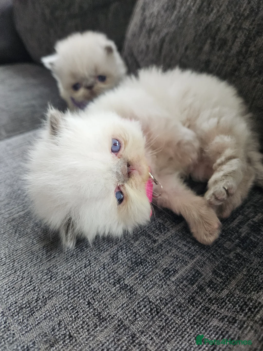 Persian cats for sale: 😻Stunning Pedigree Persian Kittens 😻 - Advert 20