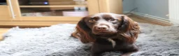 Cocker Spaniel dogs for stud: KC registered proven cocker spaniel stud - Advert 2