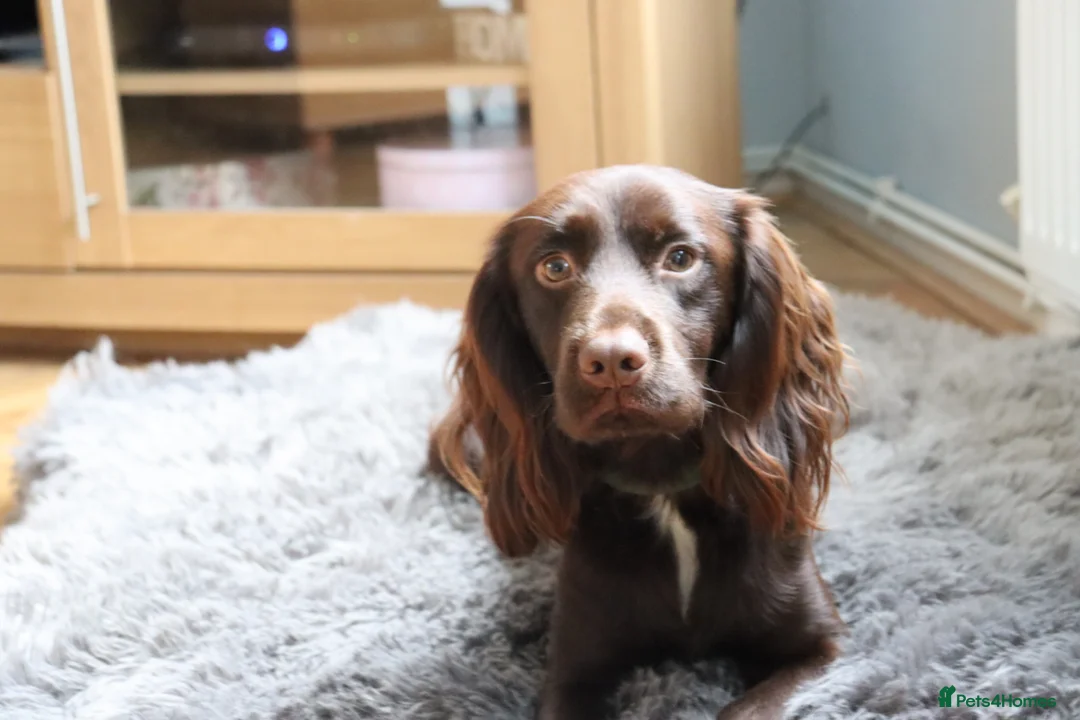 Cocker Spaniel dogs for stud: KC registered proven cocker spaniel stud - Advert 2