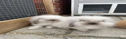 Lionhead rabbits for sale: Double maned lionhead babies ready for loving home - Advert 10