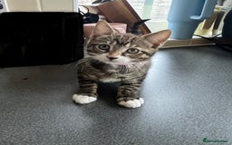 Mixed Breed cats for sale: 1 x Beautiful Female Kitten left Ready Now - Image 2