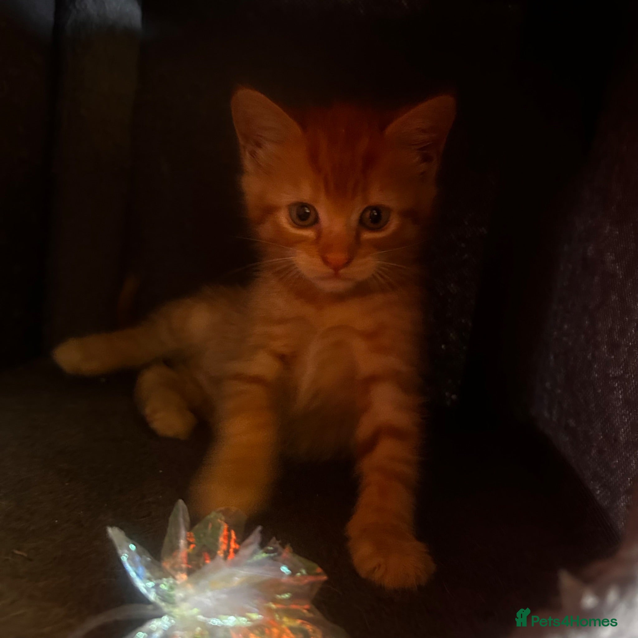 Mixed Breed cats Beautiful ginger kittens! - Advert 14