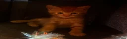 Mixed Breed cats for sale: Beautiful ginger kittens! in Chesterfield - Advert 4