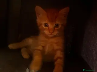Mixed Breed cats Beautiful ginger kittens! - Advert 1