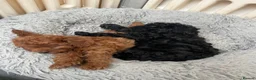 Cavapoo dogs for sale: Merlesque F1 10 week old trained puppies - Advert 4