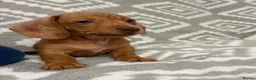 Miniature Dachshund dogs for sale: Beautiful Miniature Puppy Dachsung  - Advert 10