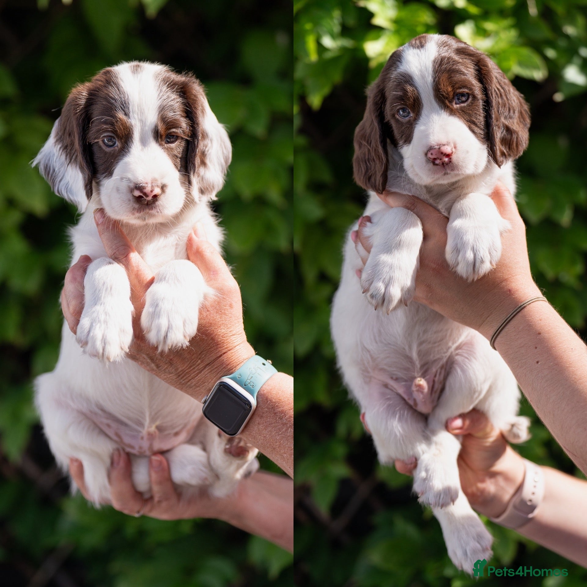 Sprocker dogs F1 Sprocker Puppies - working or pet homes - Advert 2