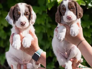 Sprocker dogs F1 Sprocker Puppies - working or pet homes - Advert 2