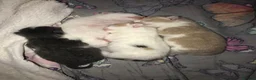 Mixed Breed cats for sale: 4 beautiful kittens  - Advert 11