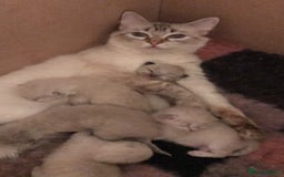 Ragdoll cats for sale: Last 2 fluffy ragdoll kittens  - Image 5