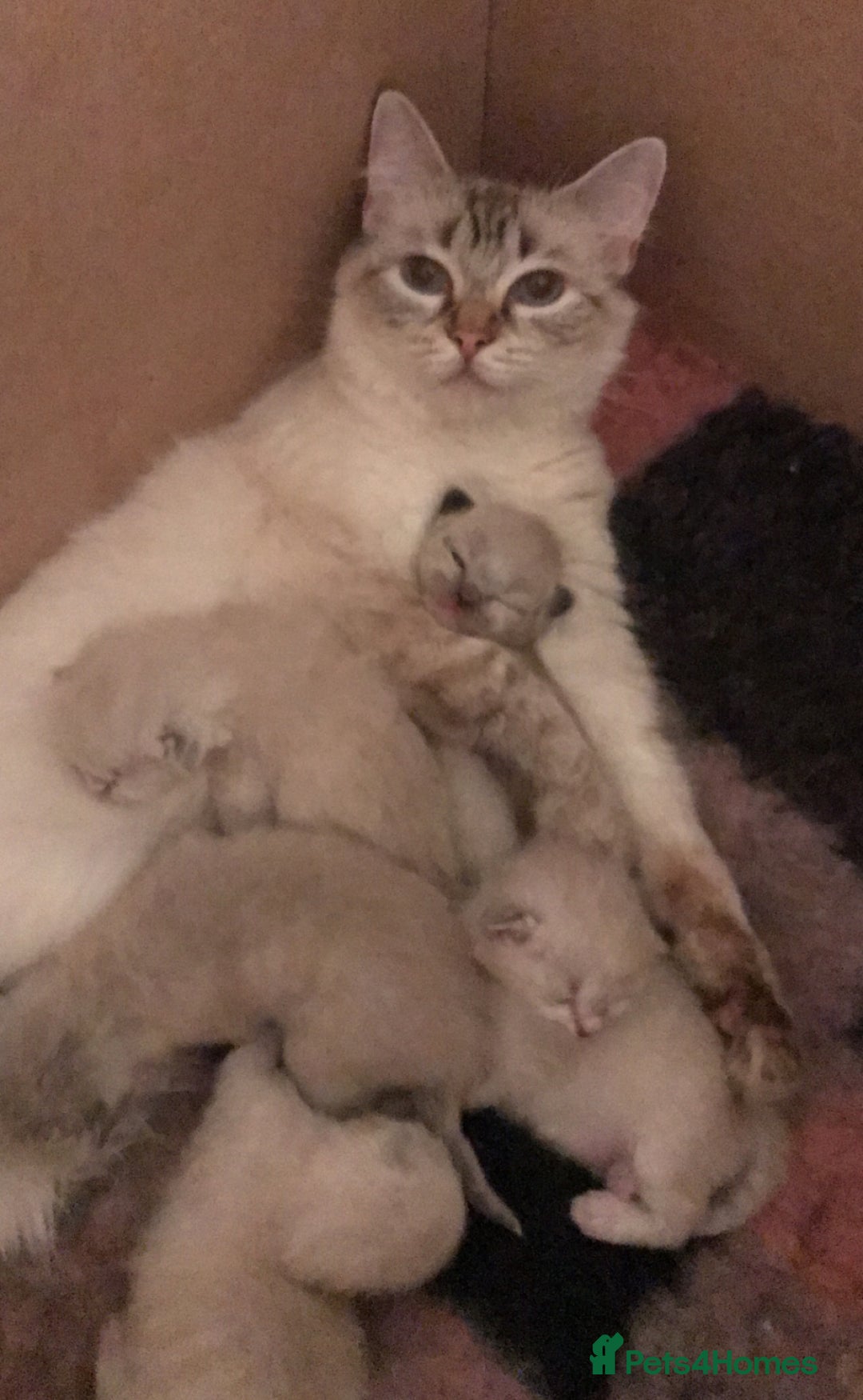 Ragdoll cats for sale: Last 2 fluffy ragdoll kittens  - Image 5