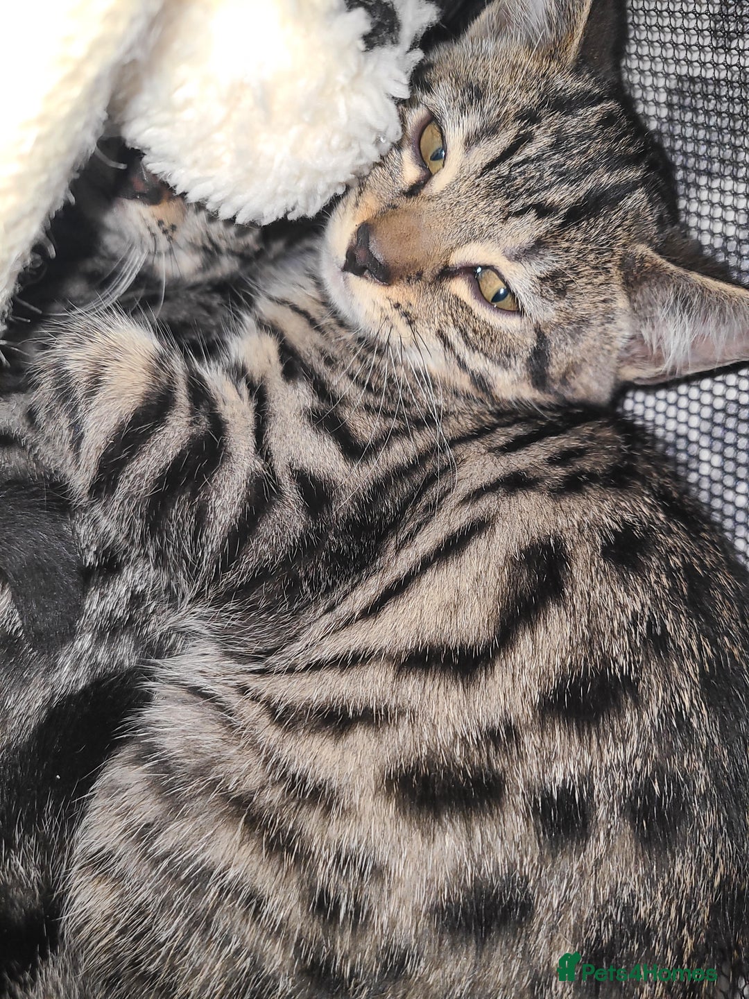 Mixed Breed cats for sale: Kittens 😸  - Advert 3