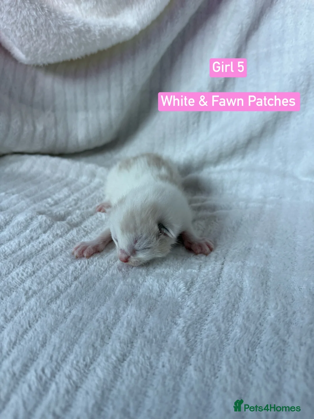Mixed Breed cats for sale: Norwegian Forrest Cross Kittens  - Advert 21