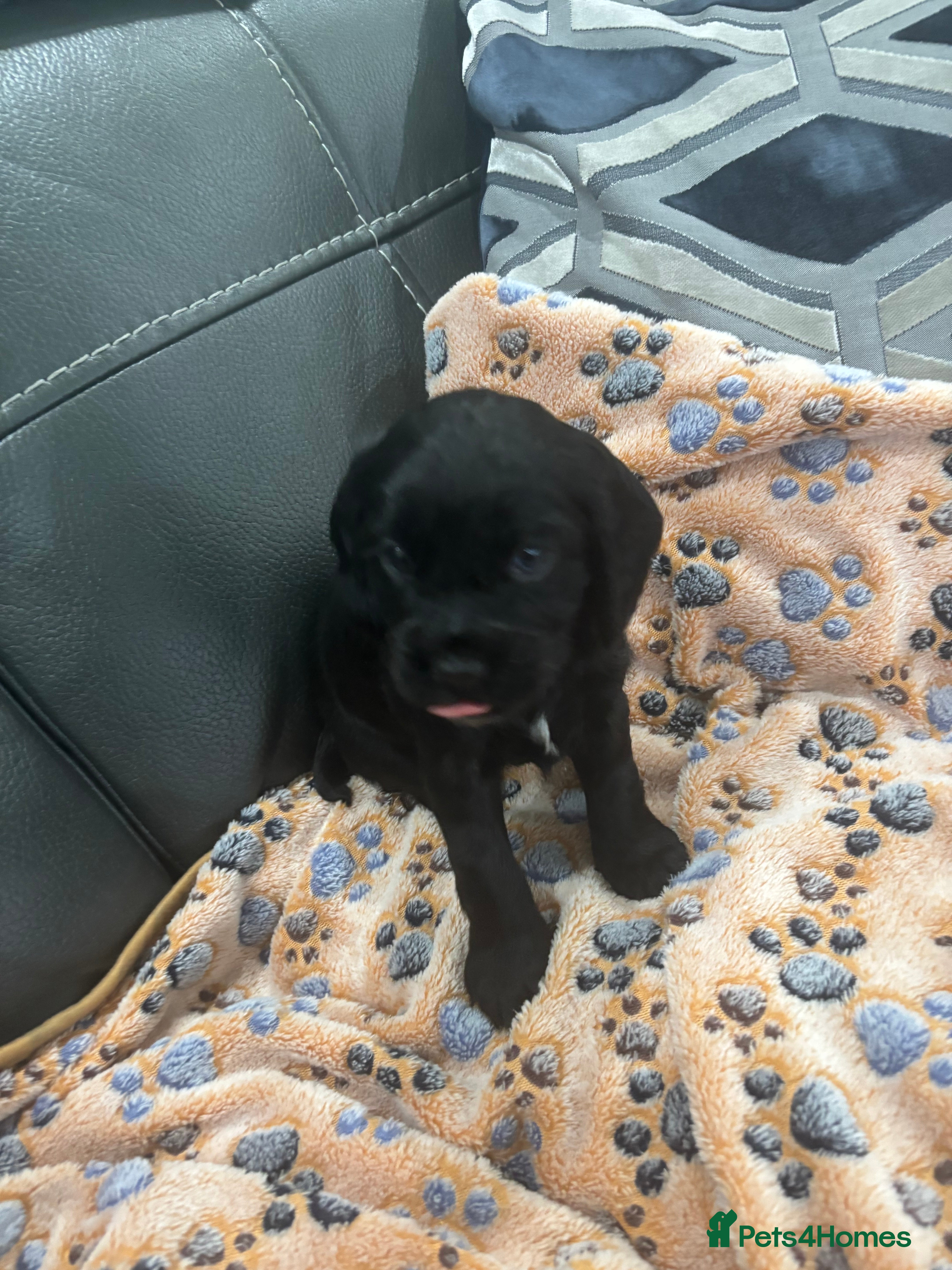 Cocker Spaniel dogs Beautiful KC Registered cocker pups - Advert 2