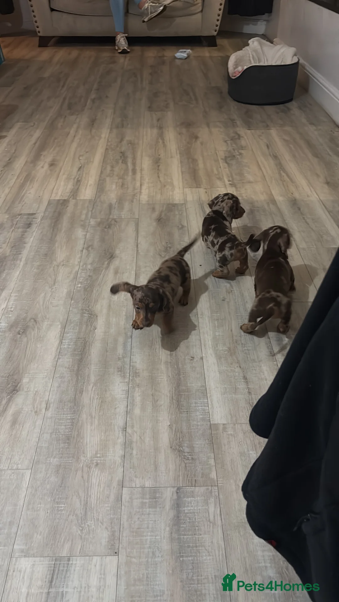 Dachshund dogs for sale: Miniature dashshund puppy’s  - Advert 6