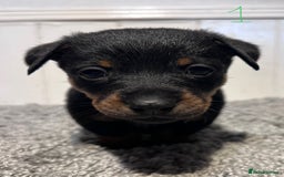 Lancashire Heeler dogs for sale: Lancashire Heelers - Image 11