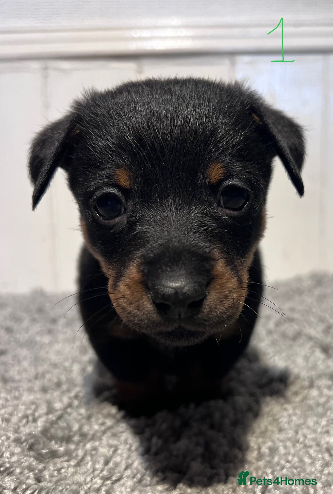 Lancashire Heeler dogs for sale: Lancashire Heelers - Image 11
