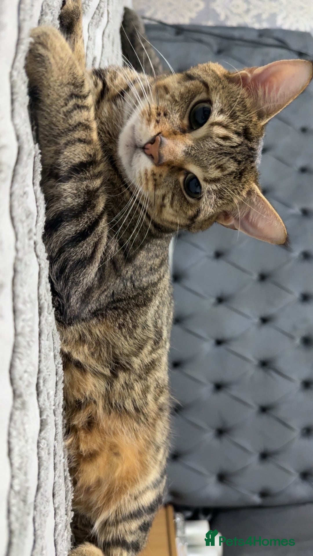 Domestic Shorthair cats for sale: Brown - Advert 2