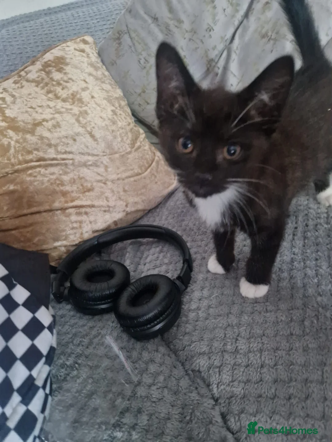 Mixed Breed cats for sale: Kittens  - Advert 5