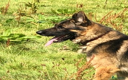 German Shepherd dogs for sale: Gorgeous German shepherd puppies  - Image 10
