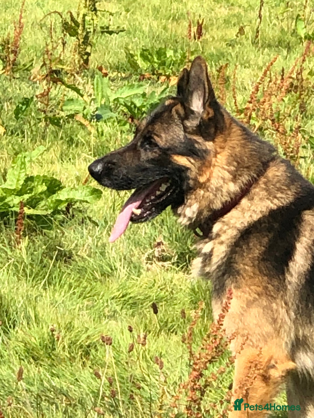 German Shepherd dogs for sale: Gorgeous German shepherd puppies  - Image 10