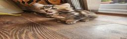 Maine Coon cats for sale: Ginger /silver / white  female  - Advert 6