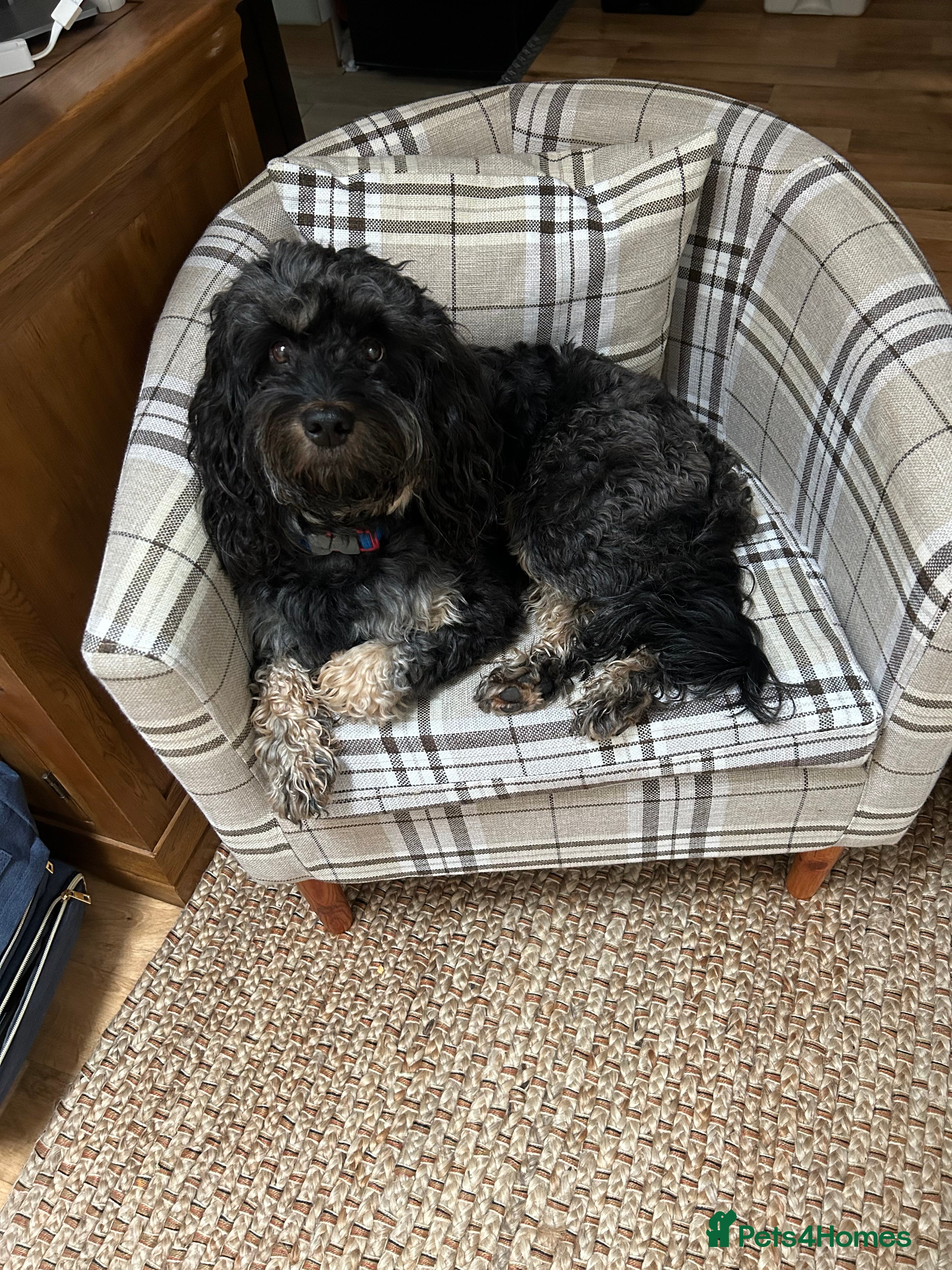 Mixed Breed dogs Benji - Advert 1