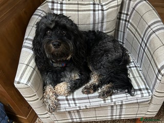 Mixed Breed dogs Benji - Advert 1