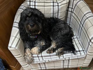 Mixed Breed dogs Benji - Advert 17