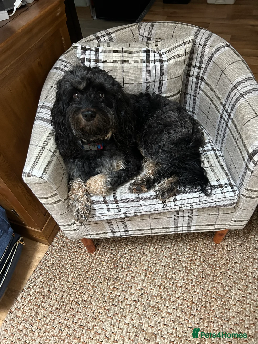 Mixed Breed dogs for stud: Benji - Advert 1