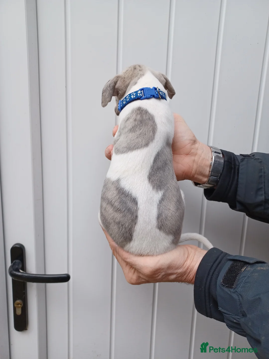 Whippet dogs for sale: Beautiful Pedigree Pups in Skipton - Advert 21