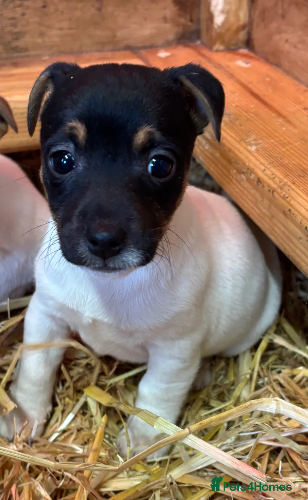 Jack Russell dogs for sale: Beautiful litter of Jack Russell puppies  - Advert 2