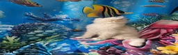 Ragdoll cats for sale: PET OR ActiveTicaHCM,PKD Certyficate,Championship  - Advert 27