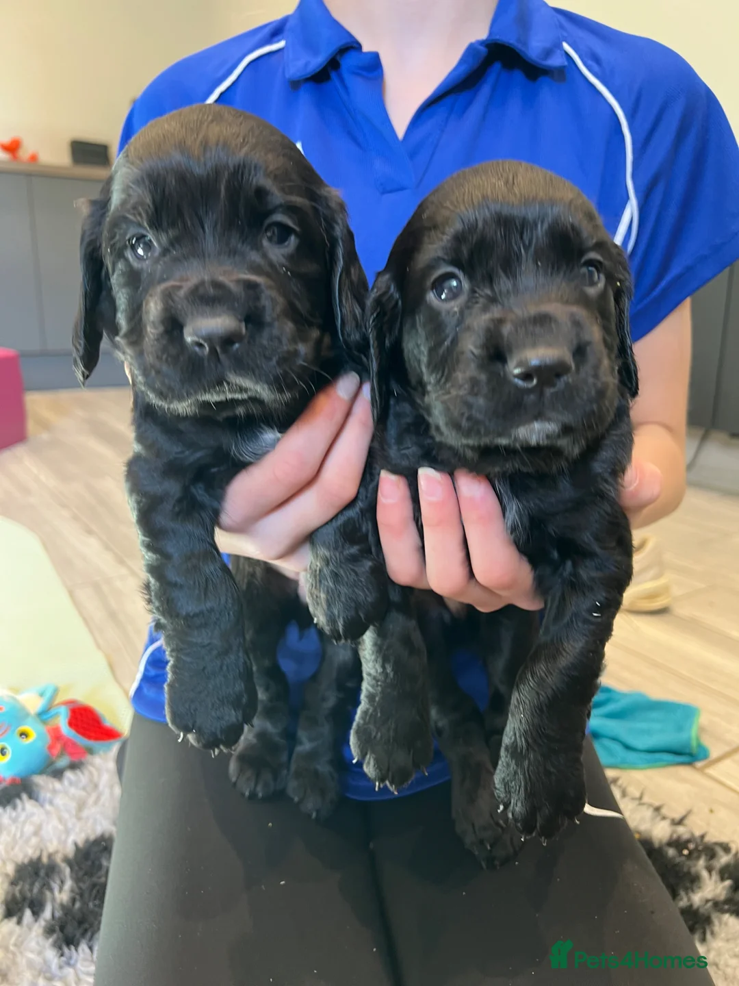 Cocker Spaniel dogs for sale: KC REGISTERED COCKER SPANIEL PUPPIES  - Advert 8