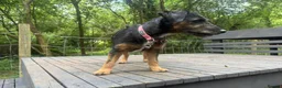 Patterdale Terrier dogs for sale: Meet Rolo-Ready for His Forever Home - Advert 4