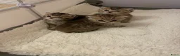 British Shorthair cats for sale: TICA reg Black Golden Kittens - Advert 13
