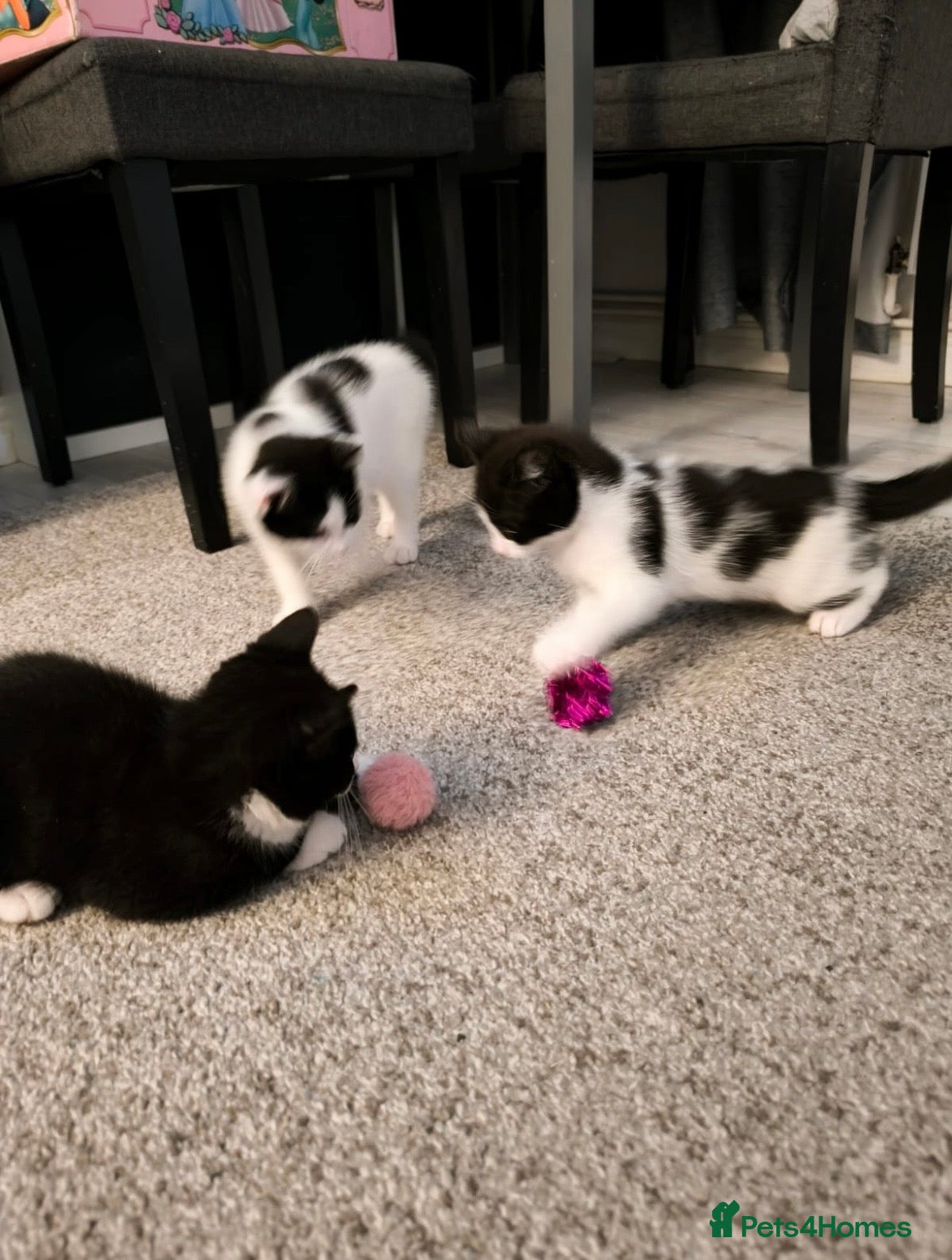Mixed Breed cats Cute kittens  - Advert 7