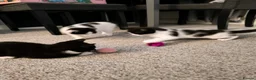 Mixed Breed cats for sale: Cute kittens  - Advert 1